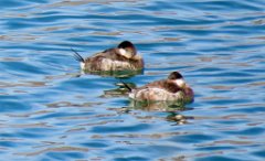 IMG_7876 Ruddy Ducks, Bill Williams River National Wildlife Refuge