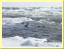 IMG0031.jpg