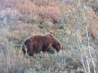 IMG 1858  Brown Bear, Denali National Park